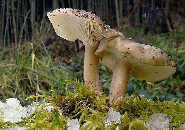 pôvabnica mramorovaná Lepista panaeolus (Fr.) P. Karst.