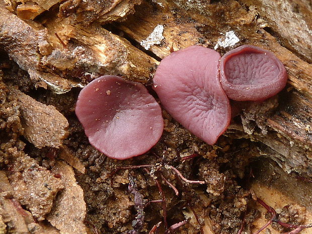 vrtidlovka Ascocoryne sp.