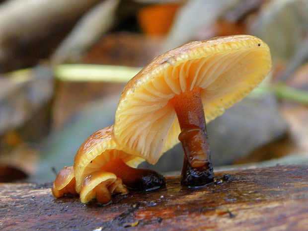 plamienka Flammulina sp.