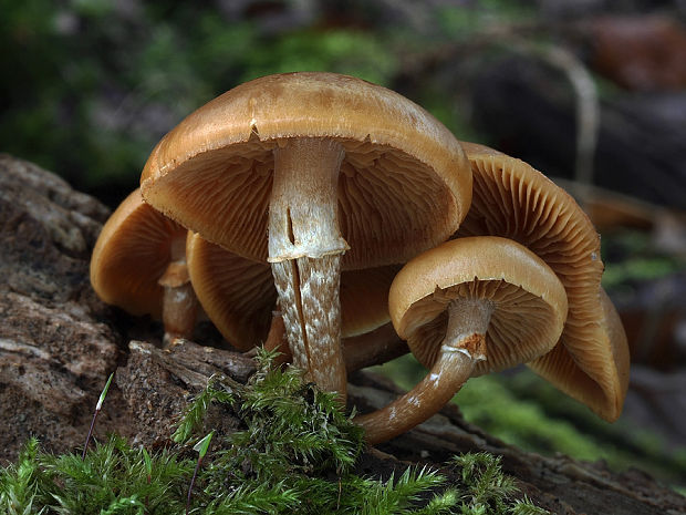 kapucňovka okrovohnedastá Galerina marginata (Batsch) Kühner