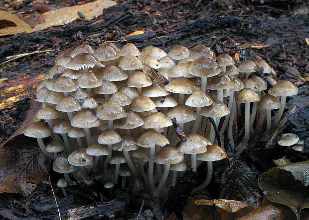 prilbička hnedosivá Mycena tintinnabulum (Paulet) Quél.