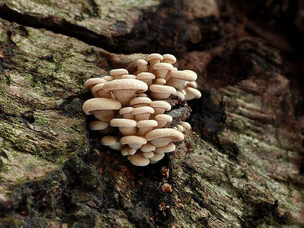 pňovka obyčajná Panellus stipticus (Bull.) P. Karst.