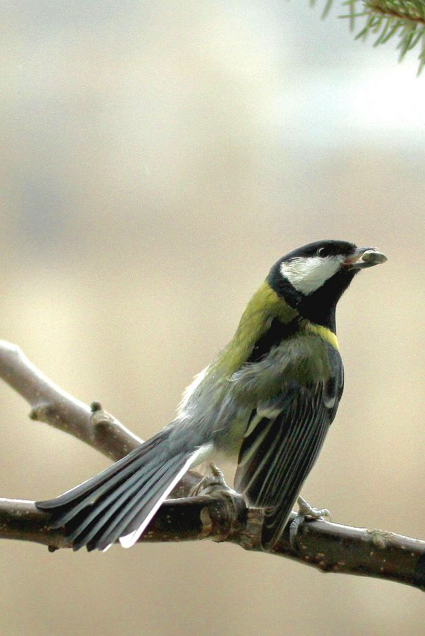 sýkorka bielolíca Parus major L.