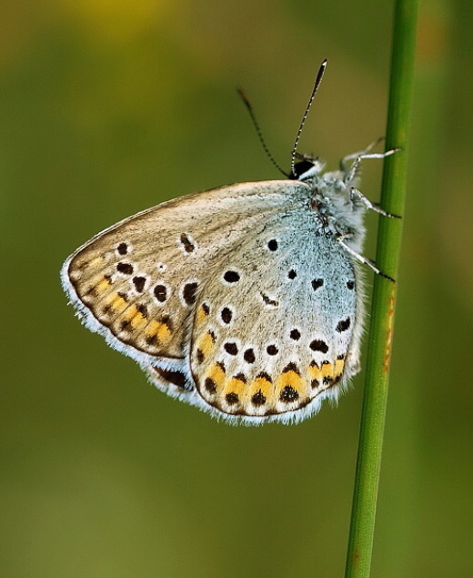 modráčik vresoviskový Plebeius argyrognomon