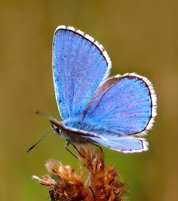 modráčik ďatelinový Polyommatus bellargus