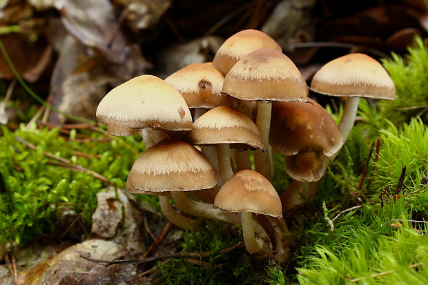 drobuľka Psathyrella sp.