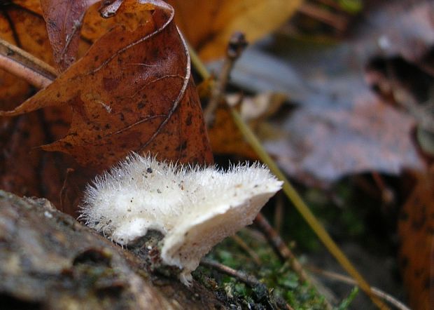 trúdnikovec chlpatý Trametes hirsuta (Wulfen) Lloyd