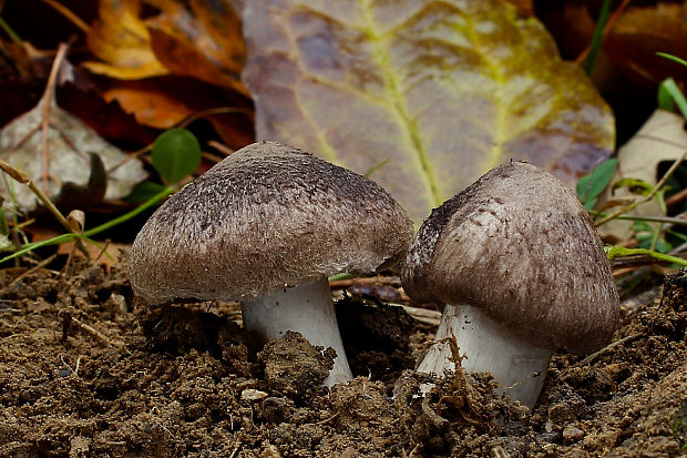 čírovka zemná Tricholoma terreum (Schaeff.) P. Kumm.