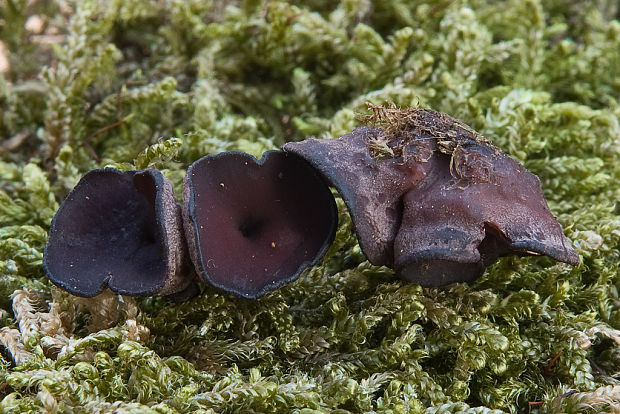 vrtidlovka veľkovýtrusná Ascocoryne cylichnium (Tul.) Korf