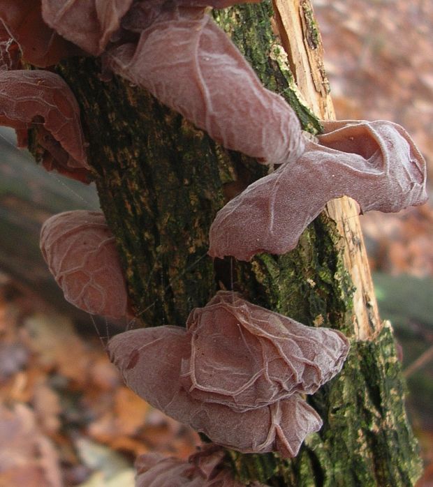 uchovec bazový Auricularia auricula-judae (Bull.) Quél.