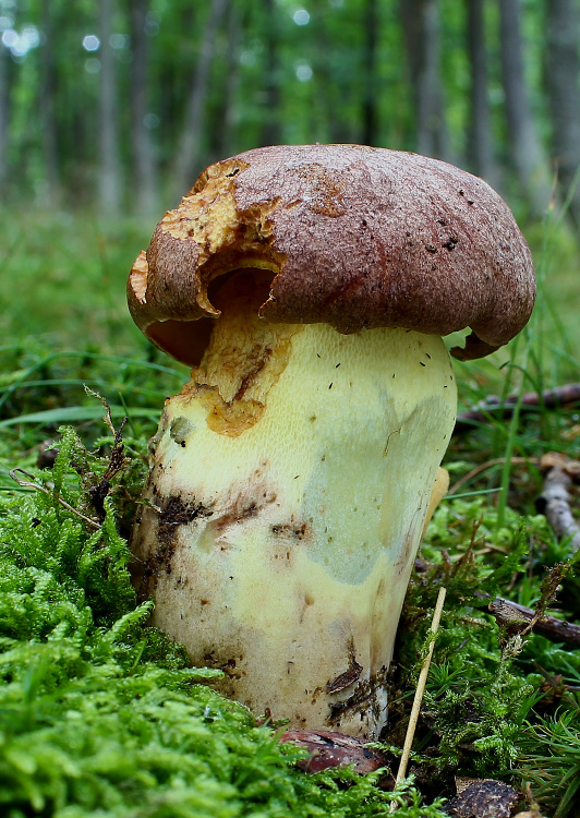 hríb príveskatý Butyriboletus appendiculatus (Schaeff. ex Fr.) Secr.