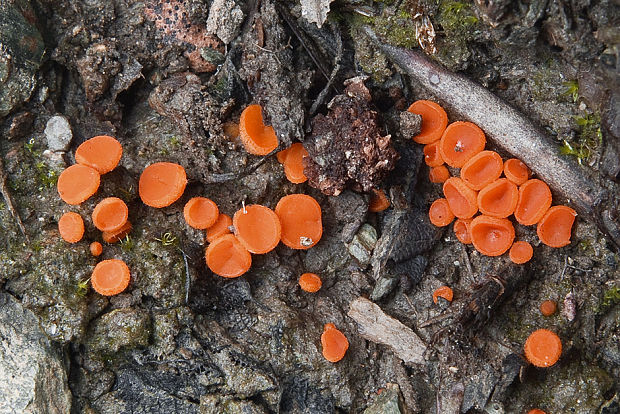 lajnovec ? Cheilymenia sp.