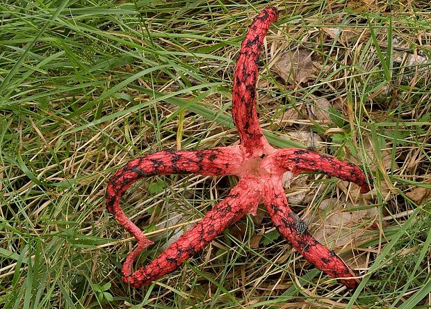 mrežovka kvetovitá Clathrus archeri (Berk.) Dring