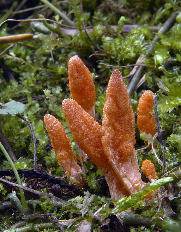 žezlovka hmyzová Cordyceps militaris (Fr.) Link