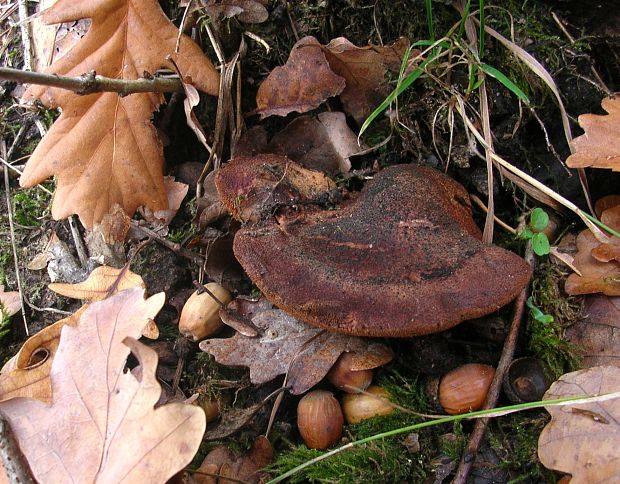 pečeňovec dubový Fistulina hepatica (Schaeff.) With.