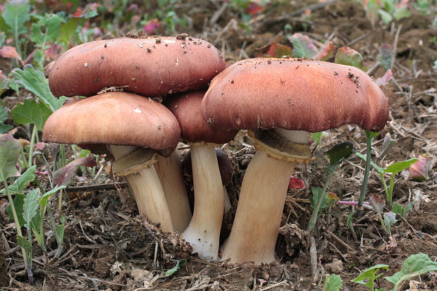 golierovka slamomilná Stropharia rugosoannulata Farl. ex Murrill