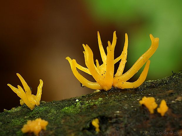 parôžkovec malý Calocera cornea (Fr.) Loud.