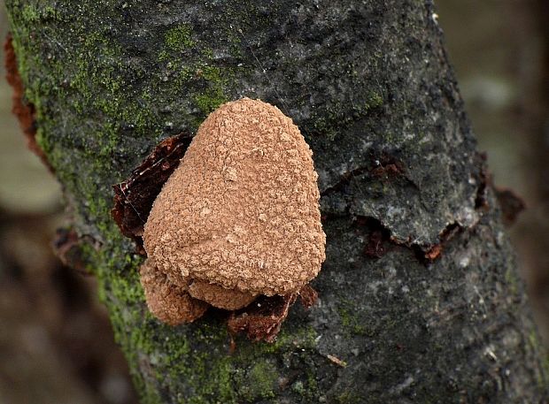 dutinovka otrubnatá Encoelia furfuracea (Roth) P. Karst.