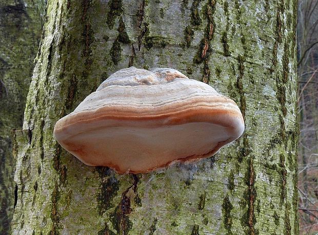 práchnovec kopytovitý Fomes fomentarius (L.) J.J. Kickx