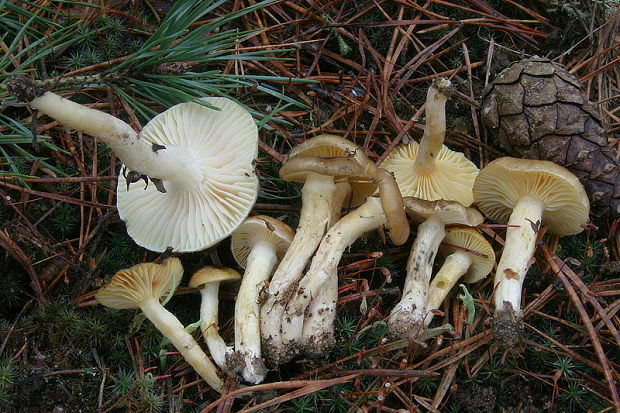 šťavnačka mrazová Hygrophorus hypothejus (Fr.) Fr.