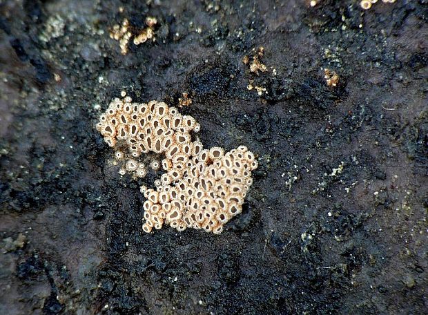 padrobnica zvláštna Merismodes anomala (Pers.) Singer