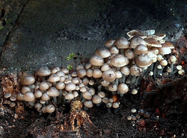 prilbička hnedosivá Mycena tintinnabulum (Paulet) Quél.