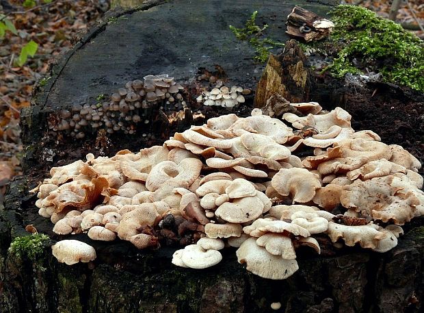 prilbička hnedosivá Mycena tintinnabulum (Paulet) Quél.