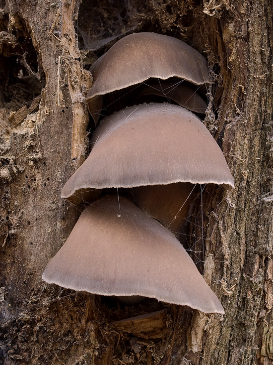 hliva ustricovitá Pleurotus ostreatus (Jacq.) P. Kumm.