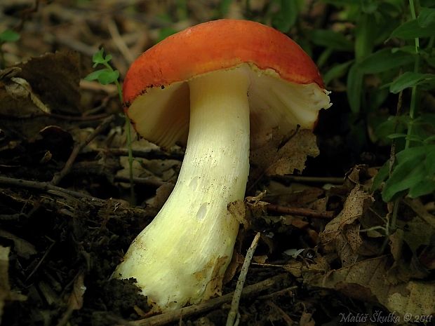 plávka zlatožltá Russula aurea Pers.