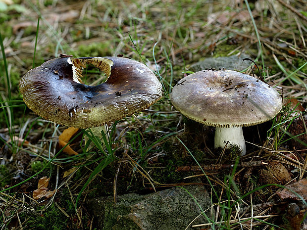 plávka celistvookrajová Russula integra var. purpurella