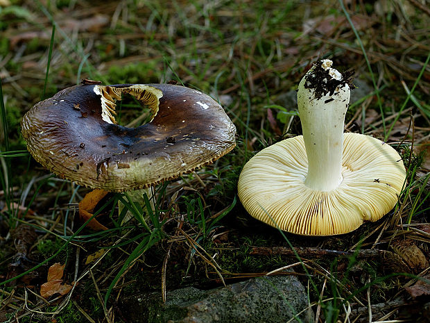 plávka celistvookrajová Russula integra var. purpurella