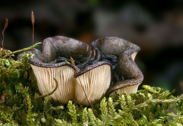 pňovka neskorá Sarcomyxa serotina (Pers.) P. Karst.