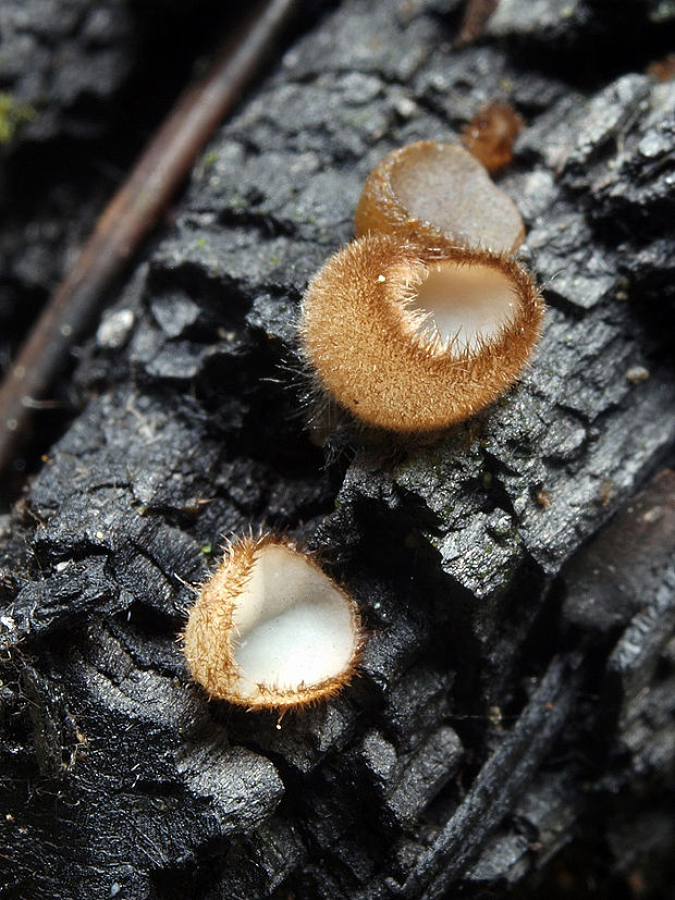 trichofea uhľomilná Trichophaea hemisphaerioides (Mouton) Graddon