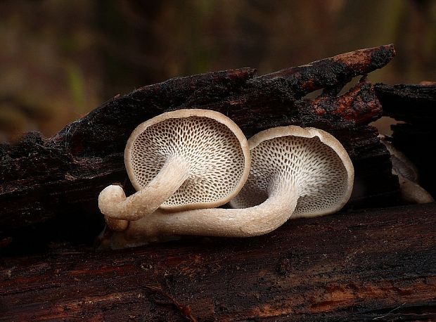 trúdnik zimný Lentinus brumalis (Pers.) Zmitr.