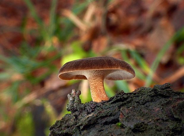 trúdnik zimný Lentinus brumalis (Pers.) Zmitr.