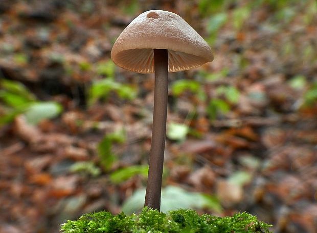 tanečnica cesnaková Mycetinis alliaceus (Jacq.) Earle ex A.W. Wilson & Desjardin