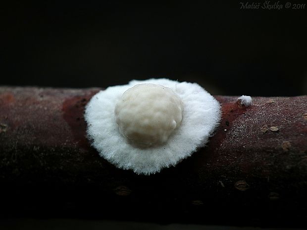 sieťnatka obyčajná Reticularia lycoperdon Bull.