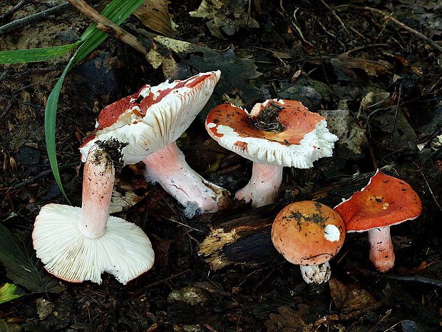 plávka úhľadná Russula rosea Pers.