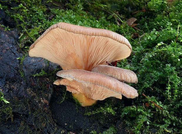 pňovka neskorá Sarcomyxa serotina (Pers.) P. Karst.