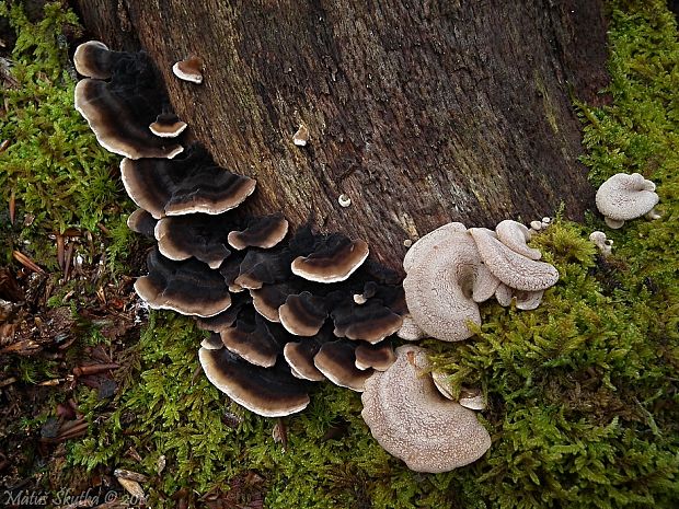 trúdnikovec pestrý Trametes versicolor (L.) Lloyd