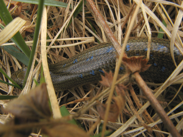 slepúch lámavý - samček Anguis fragilis