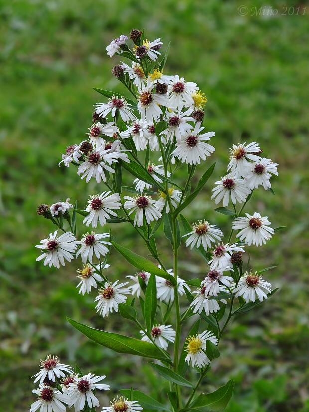 astra kopijovitolistá Aster lanceolatus Willd.