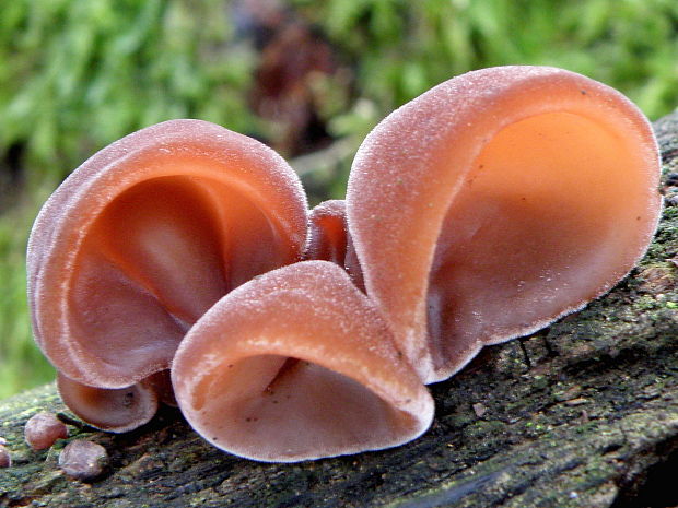 uchovec bazový Auricularia auricula-judae (Bull.) Quél.