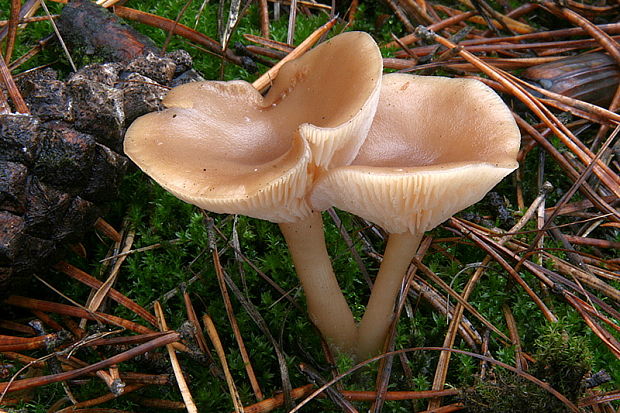 strmuľka Clitocybe sp.