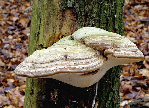 práchnovec kopytovitý Fomes fomentarius (L.) J.J. Kickx