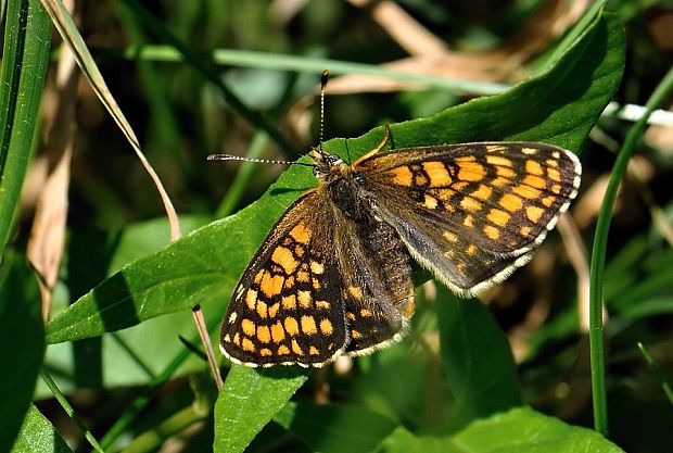 hnedáčik skorocelový Melitaea athalia