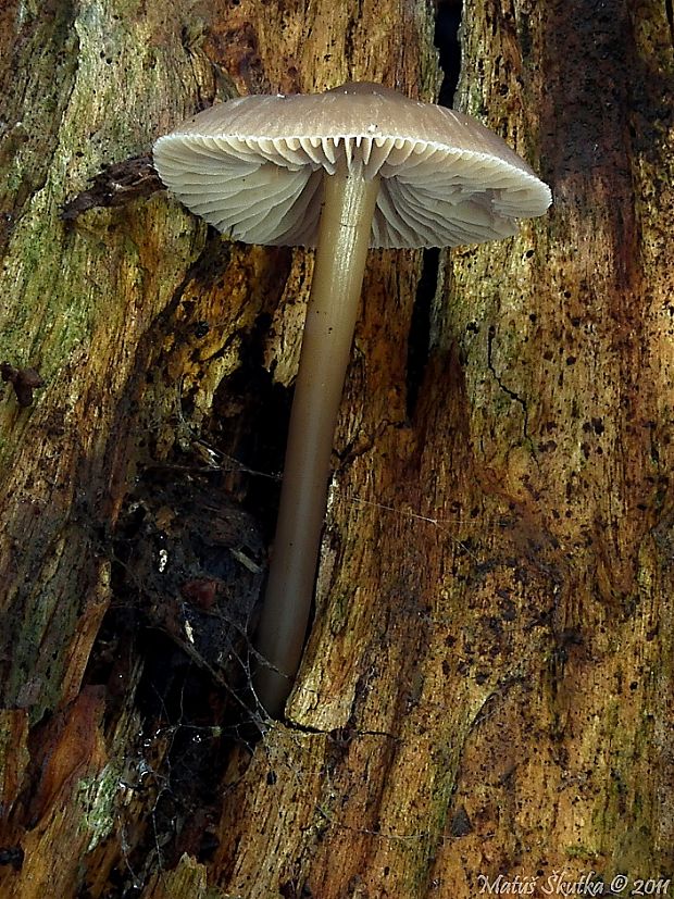 prilbička Mycena sp.