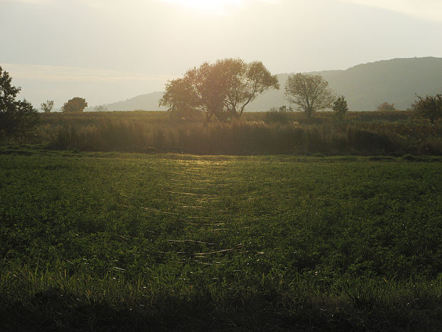 pole v Purbachu s pavučinami Natura