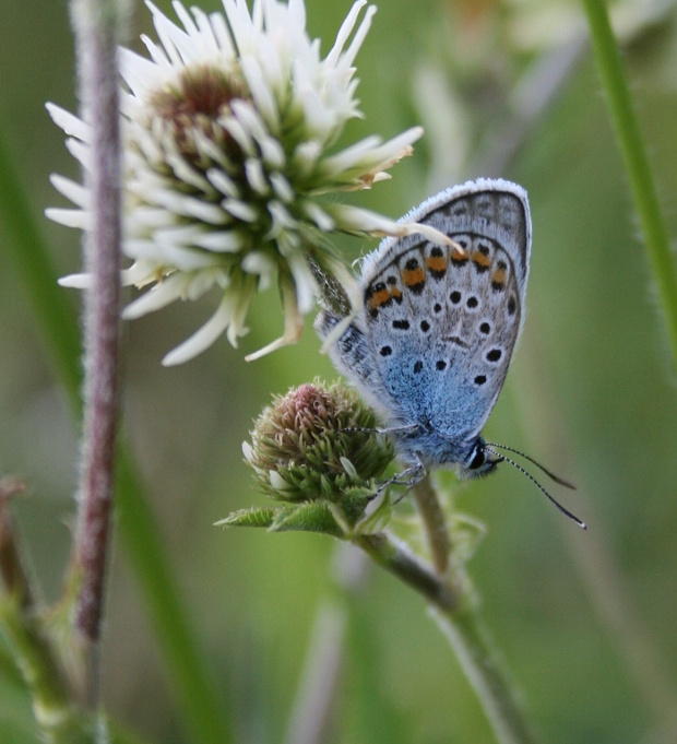 modráčik čiernoobrúbený Plebejus argus