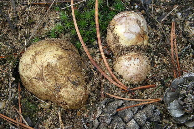 koreňovec žltkastý Rhizopogon luteolus Fr. & Nordholm